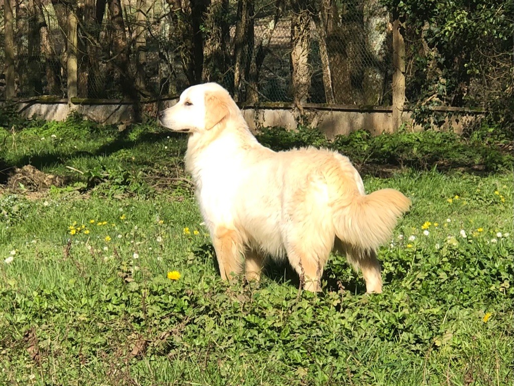 Pippa De La Lagune De Montdesir