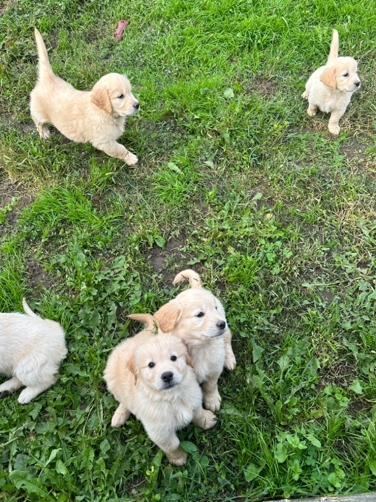 chiot Golden Retriever De La Lagune De Montdesir