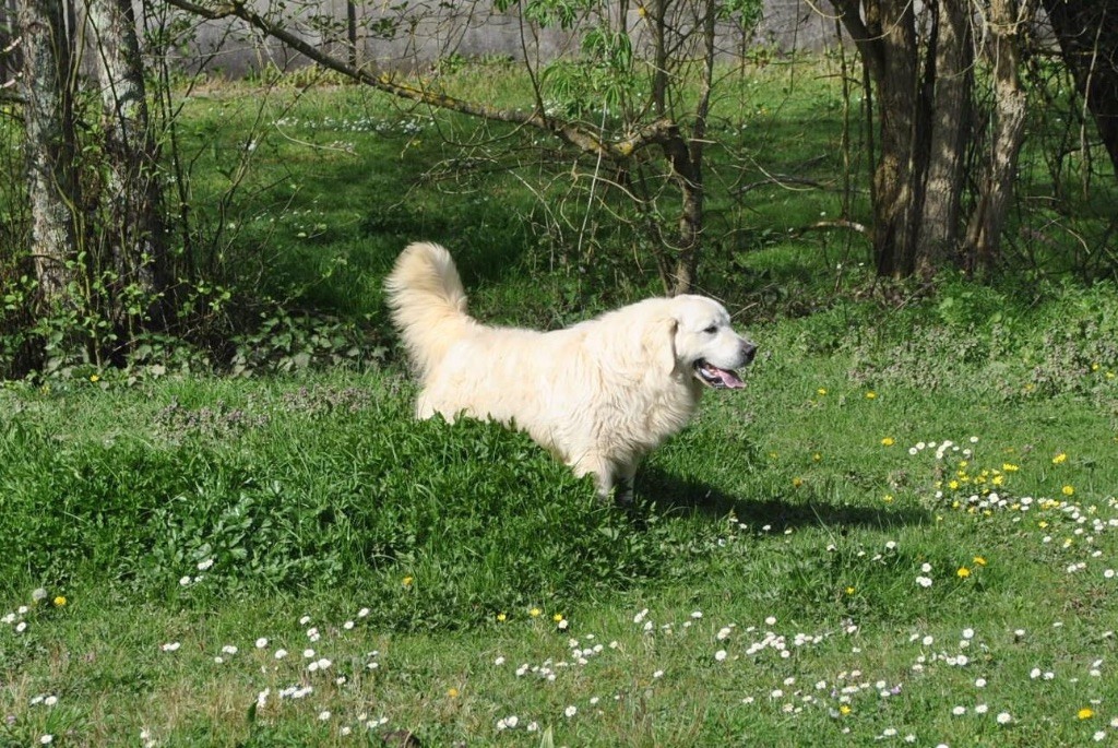 Nacho des Légendaires Nahauri