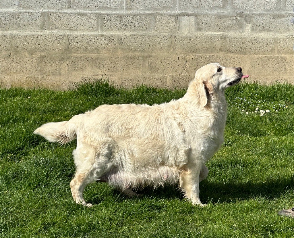 Paillette De La Lagune De Montdesir