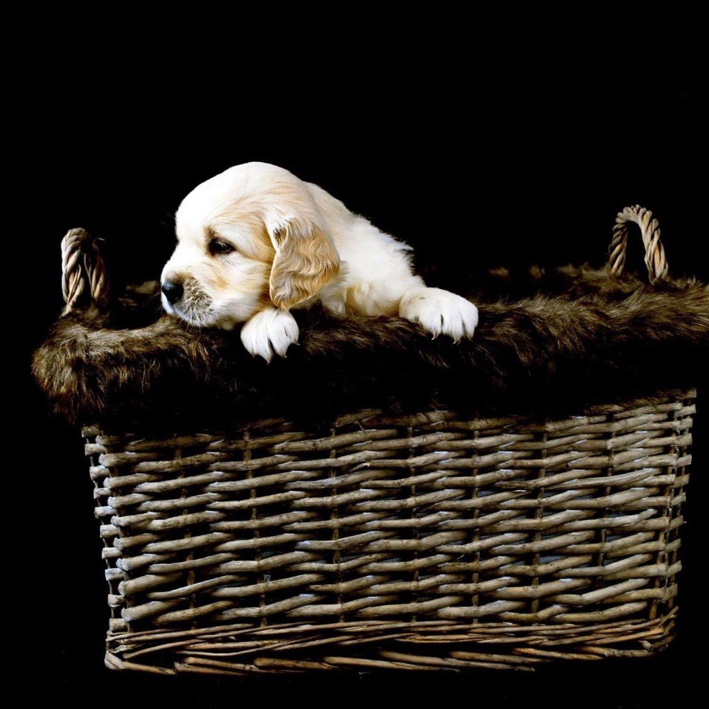 Chiots