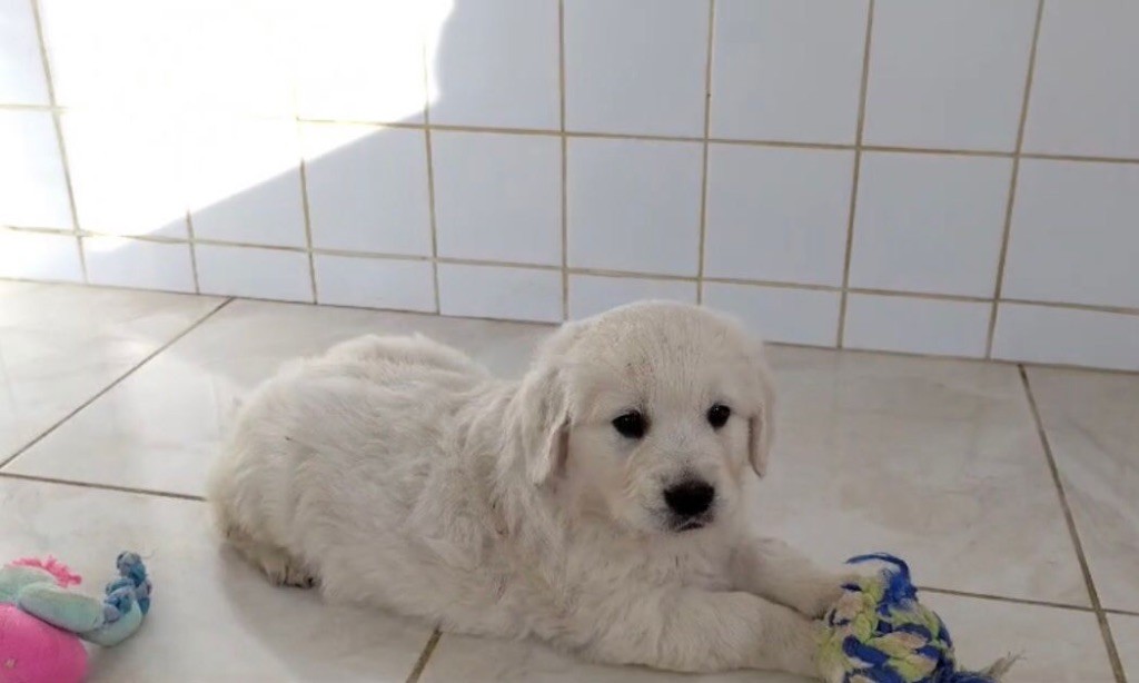 De La Lagune De Montdesir - Chiots disponibles - Golden Retriever