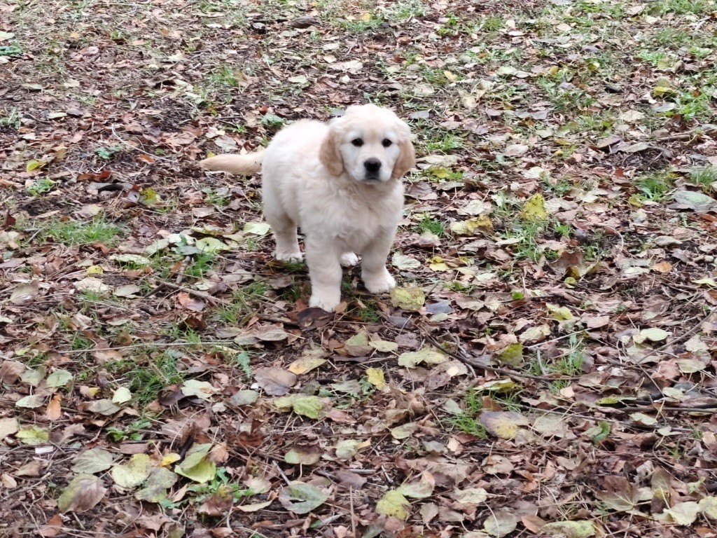 De La Lagune De Montdesir - Chiots disponibles - Golden Retriever